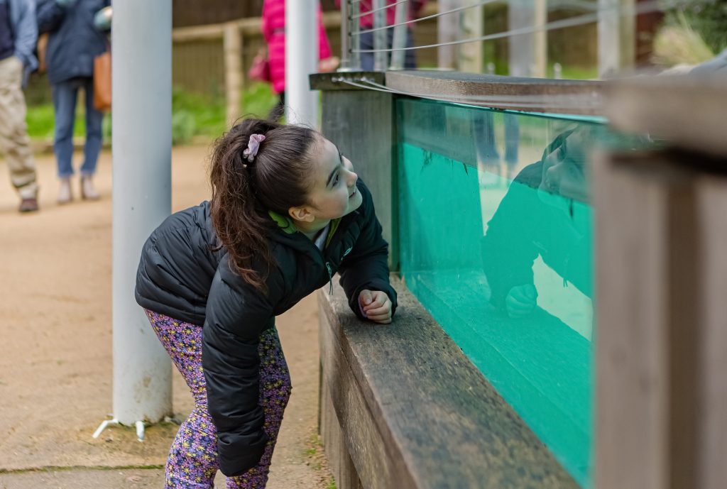 Emma Banks peeks into the underwater penguin enclosure at the Ballarat Wildlife Park